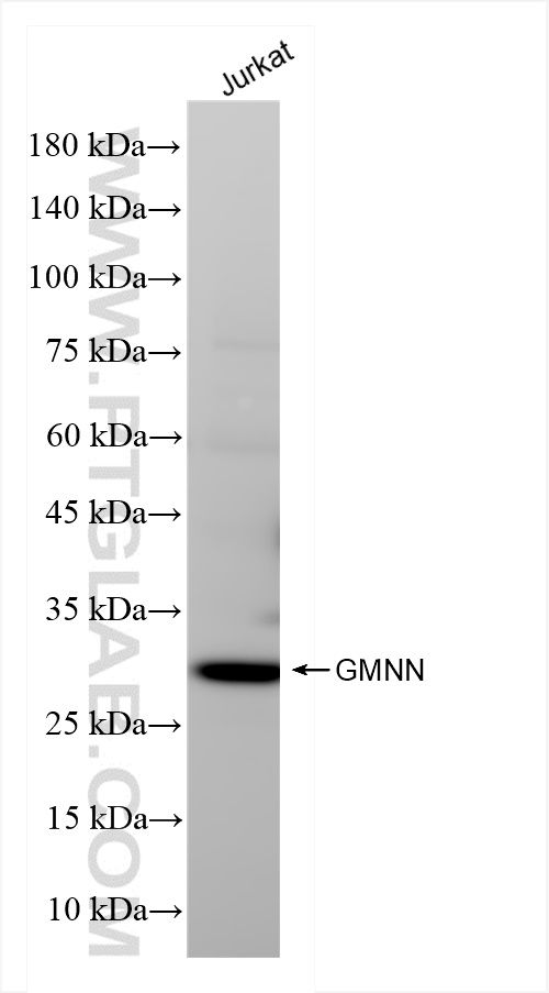 WB analysis of Jurkat using 84199-2-RR