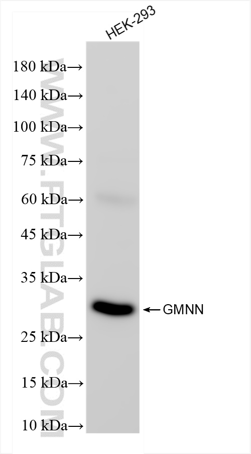 WB analysis of HEK-293 using 84199-2-RR