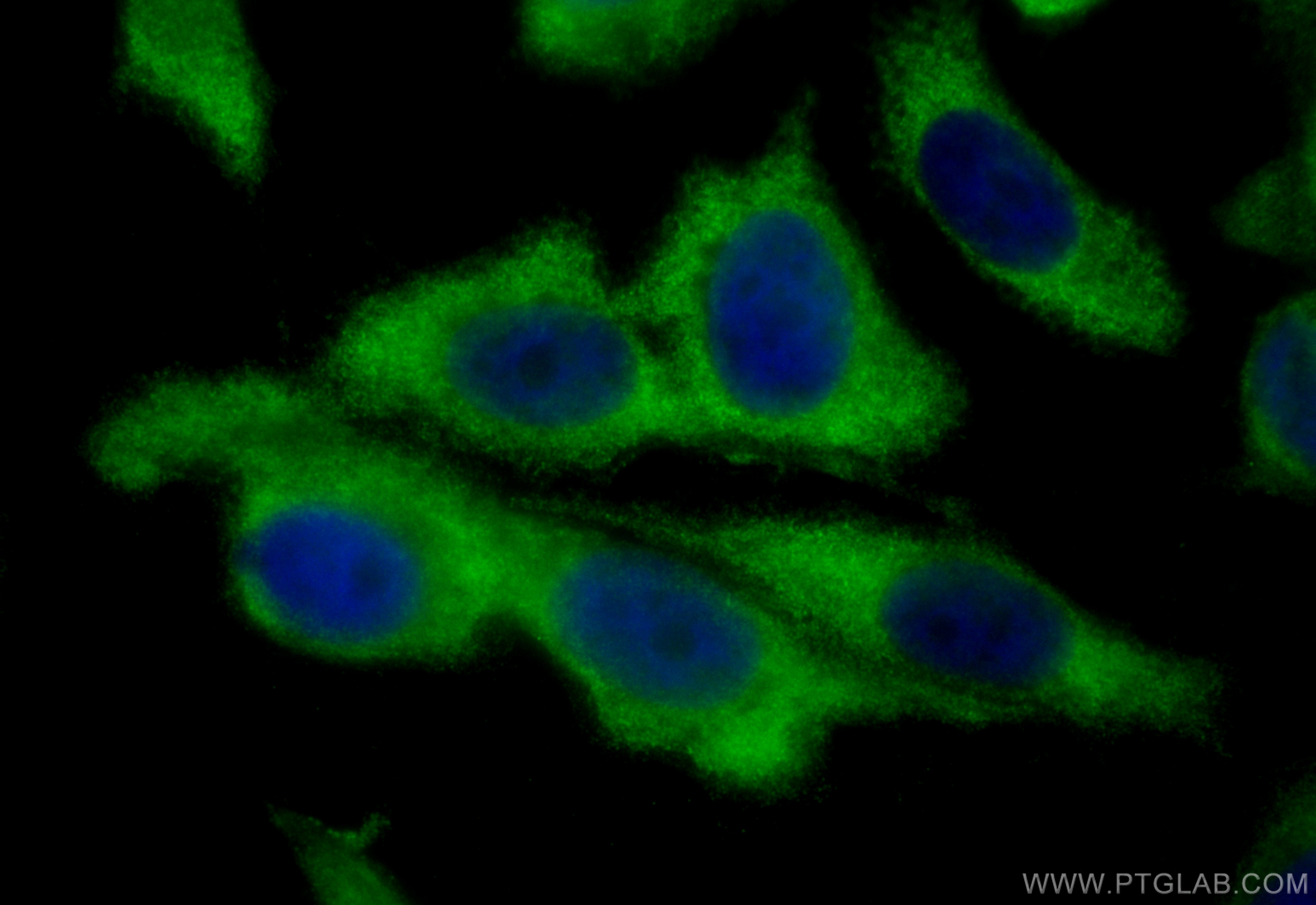 IF Staining of PC-3 using CL488-12645