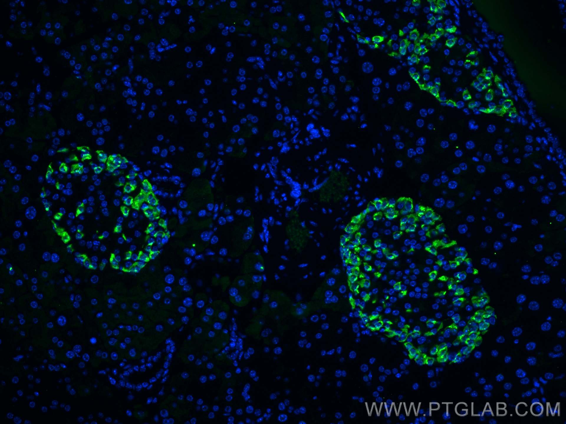 IF Staining of mouse pancreas using 67286-1-Ig
