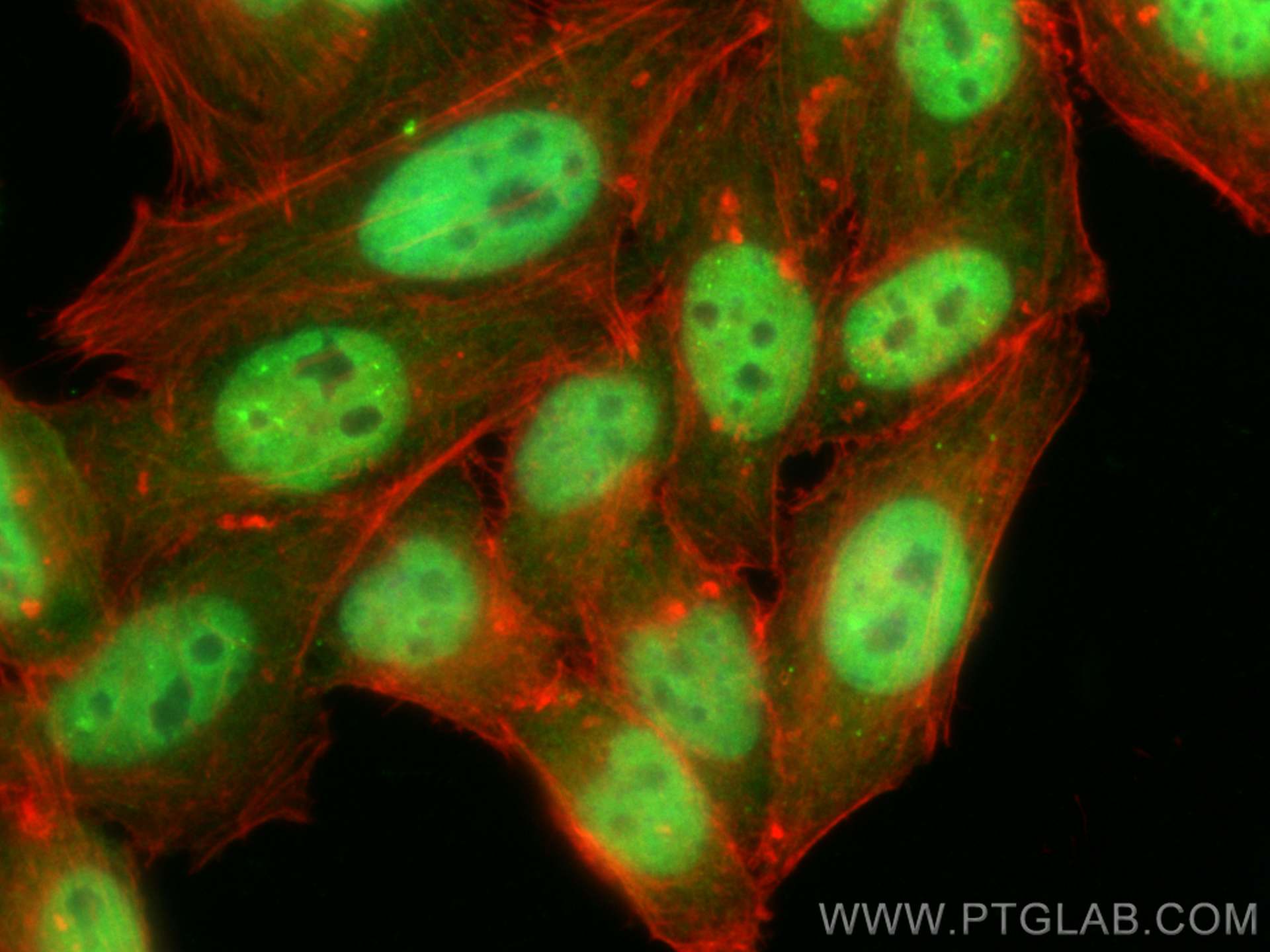 IF Staining of HepG2 using CL488-82619-4