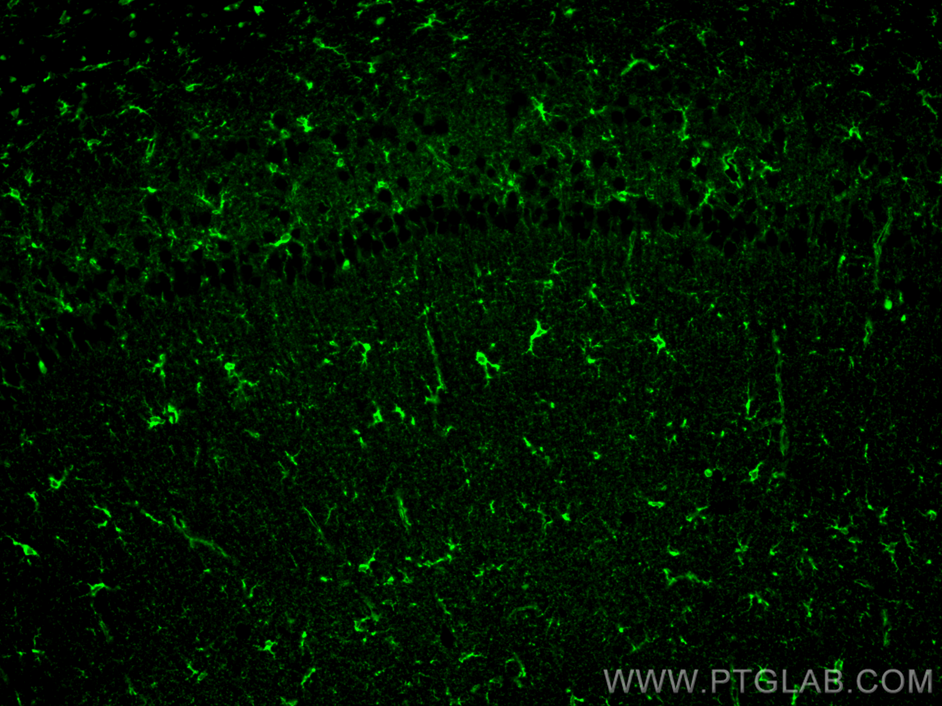 IF Staining of mouse brain using 66323-2-Ig