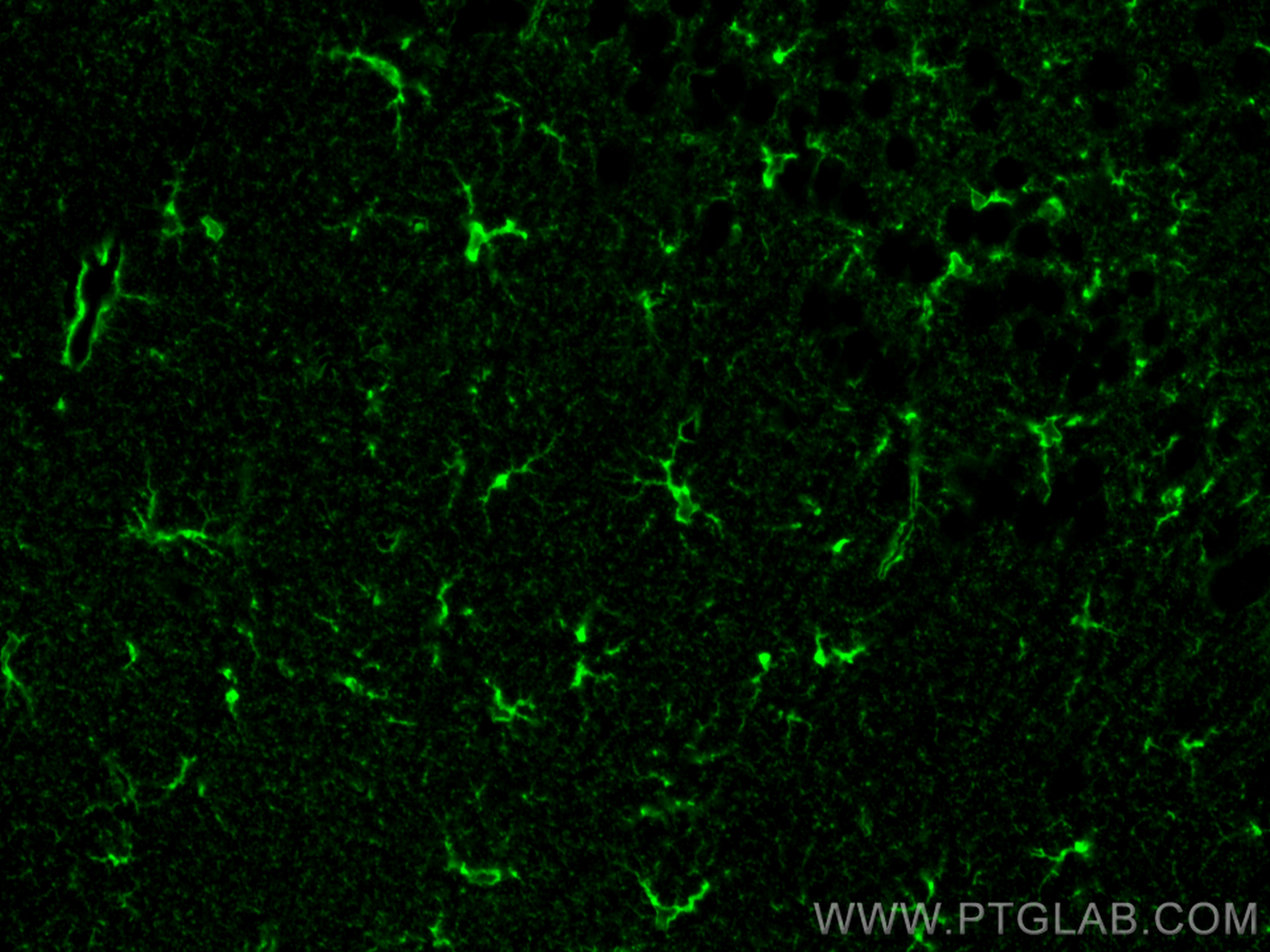 IF Staining of mouse brain using 66323-2-Ig