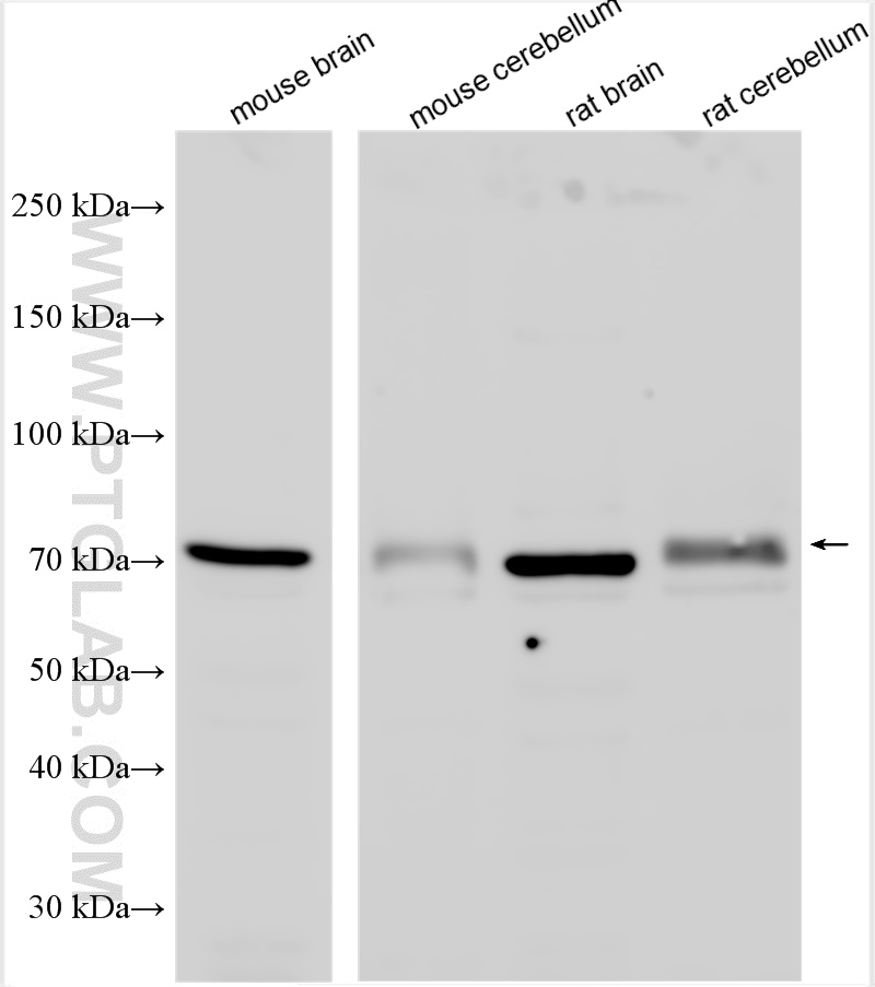 WB analysis using 25948-1-AP