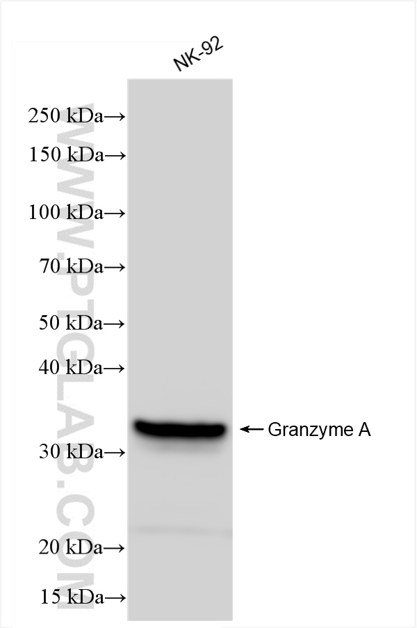 Granzyme A