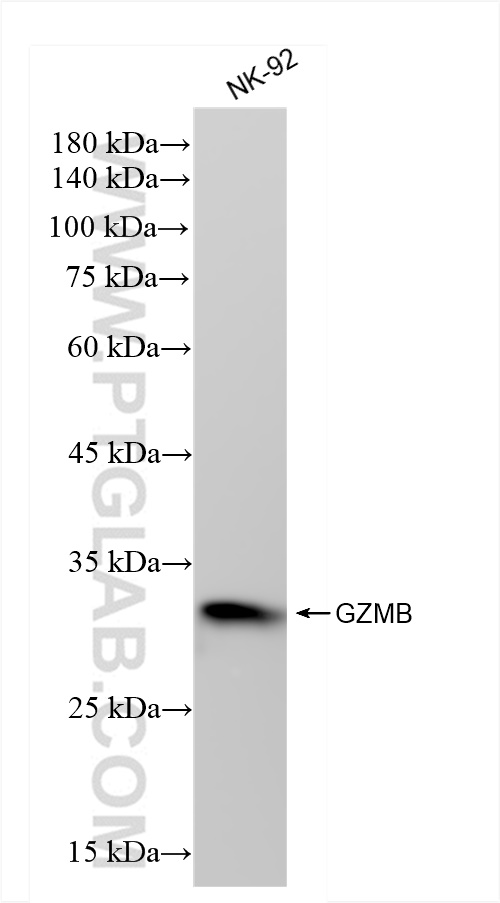 WB analysis of NK-92 using 83763-5-RR