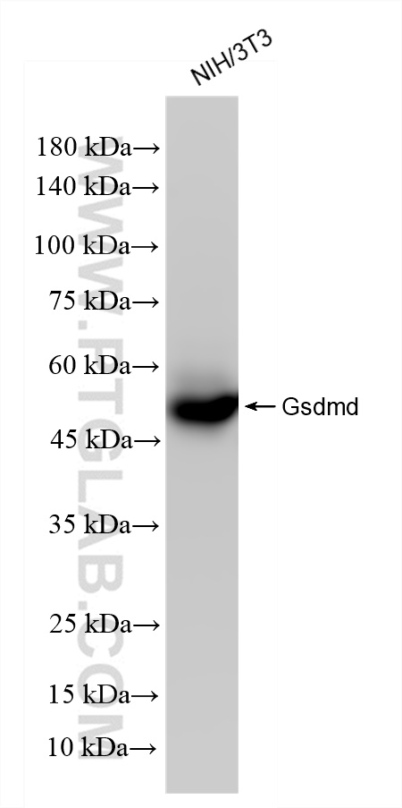 WB analysis of NIH/3T3 using 83562-3-RR (same clone as 83562-3-PBS)