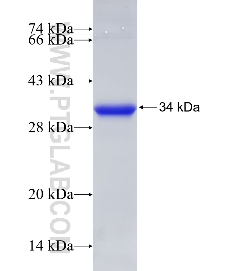 Gsdmd fusion protein Ag33609 SDS-PAGE