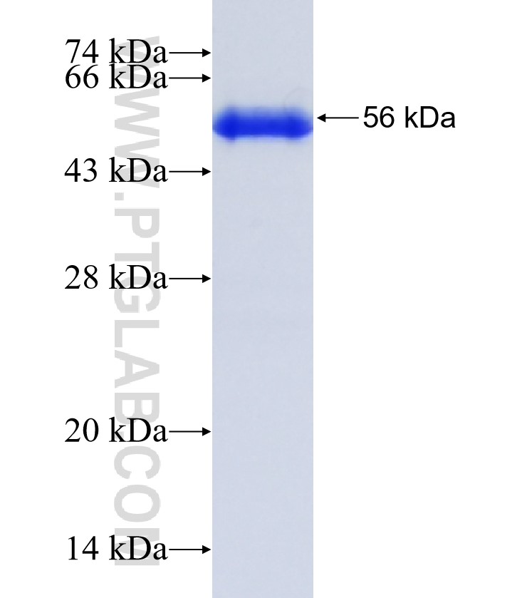 Gsdmd fusion protein Ag34905 SDS-PAGE