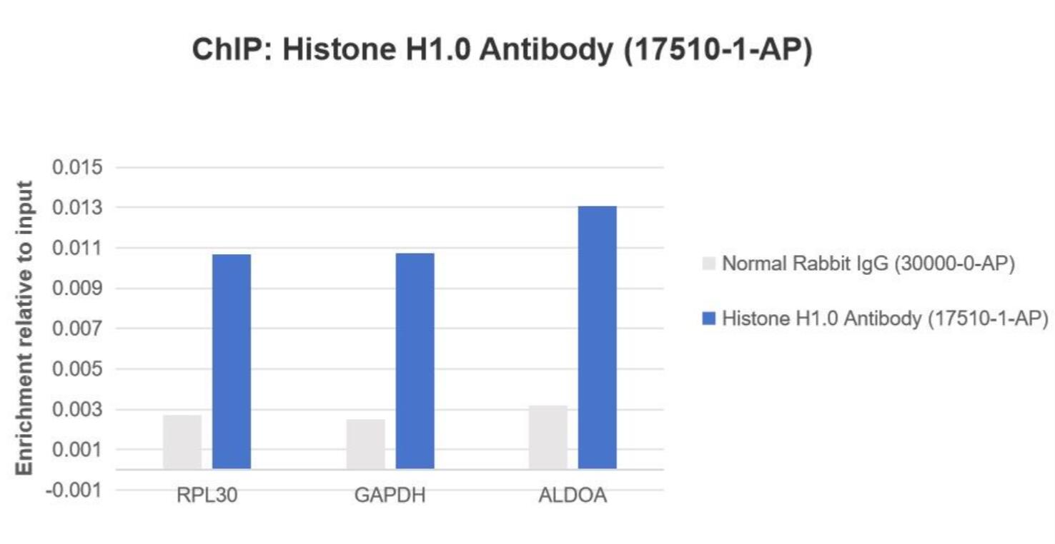 ChIP experiment of HeLa using 17510-1-AP