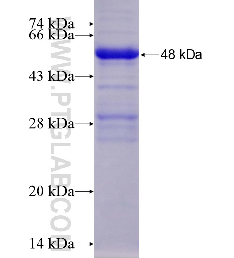 H2-K1 fusion protein Ag28456 SDS-PAGE