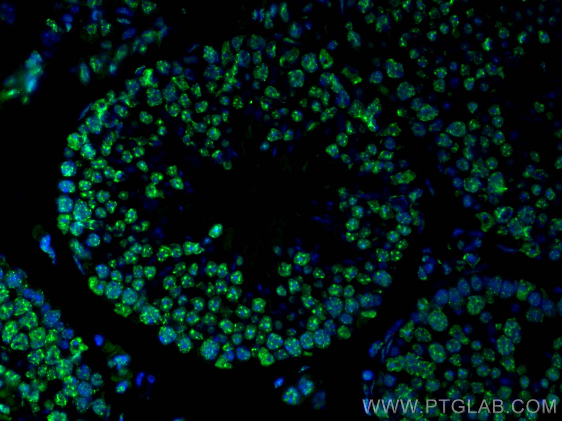 IF Staining of mouse testis using 66863-1-Ig (same clone as 66863-1-PBS)