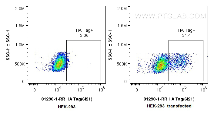 FC experiment of Transfected HEK-293 using 81290-1-RR