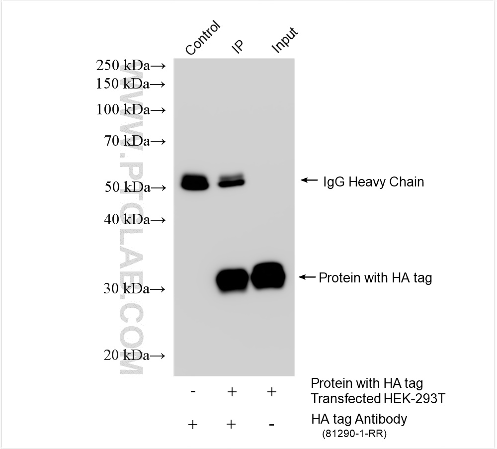 IP experiment of Transfected HEK-293T using 81290-1-RR (same clone as 81290-1-PBS)