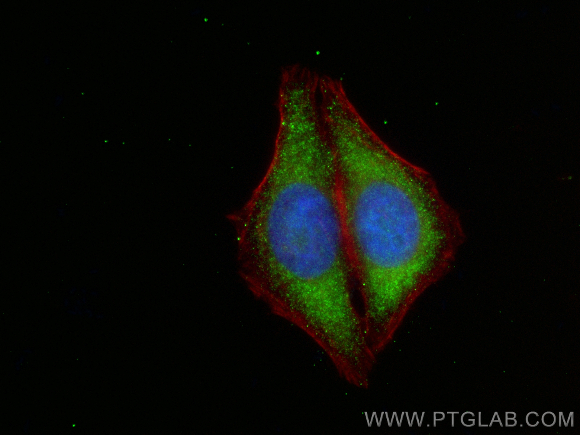 IF Staining of HepG2 using CL488-67867