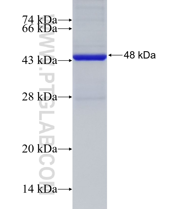 HABP2 fusion protein Ag33062 SDS-PAGE