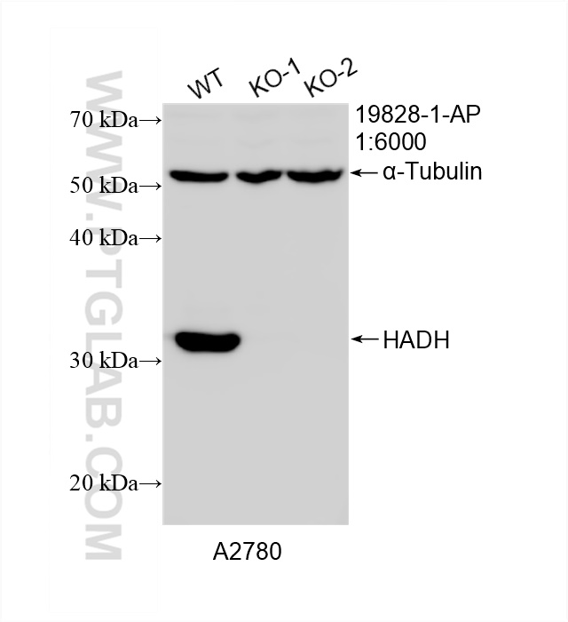 WB analysis of A2780 using 19828-1-AP