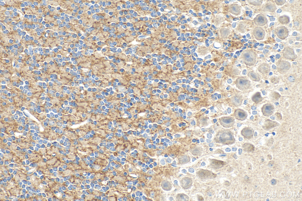 IHC staining of mouse cerebellum using 26831-1-AP