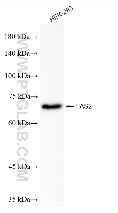 WB analysis of HEK-293 using 83204-2-RR