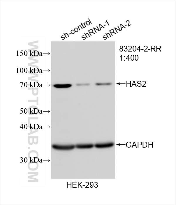 WB analysis of HEK-293 using 83204-2-RR