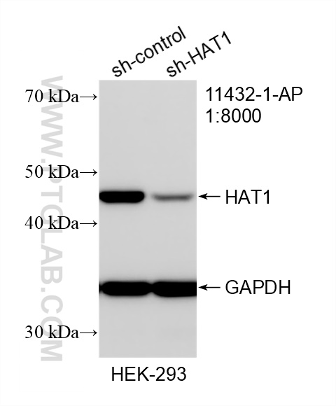 WB analysis of HEK-293 using 11432-1-AP