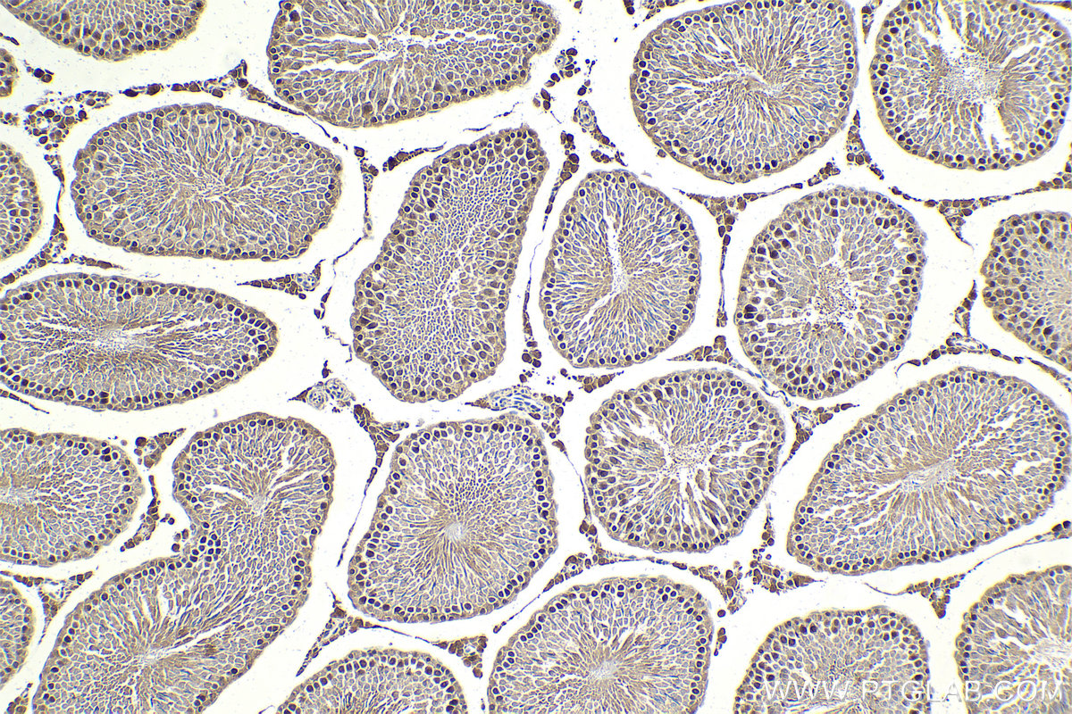 IHC staining of rat testis using 67971-1-Ig