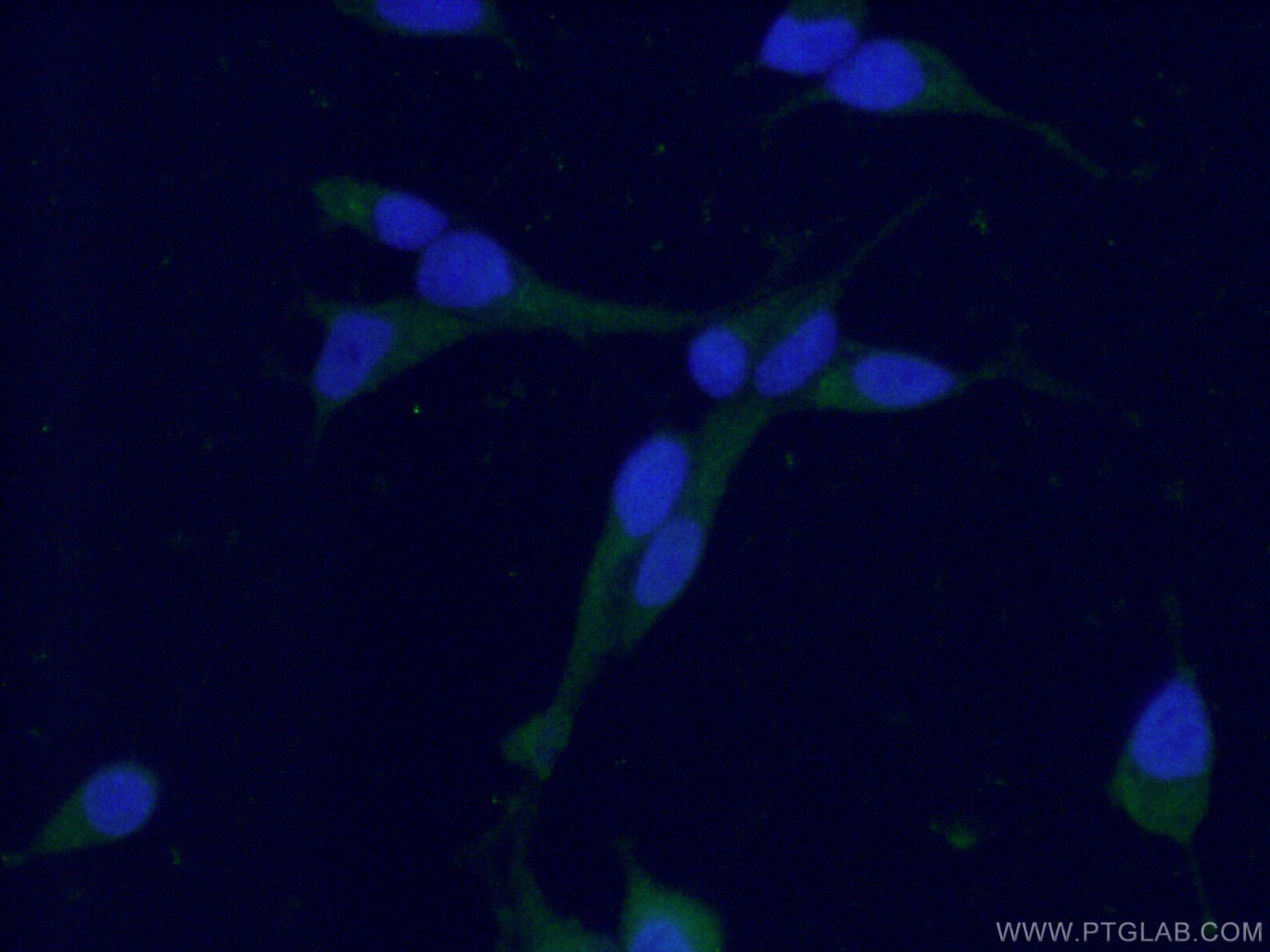 Hemoglobin Alpha-Specific