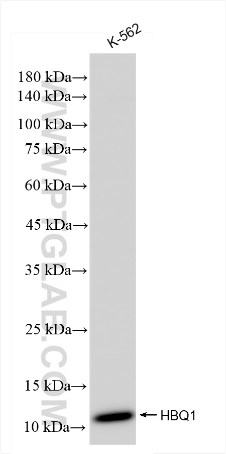 WB analysis of K-562 using 83576-4-RR