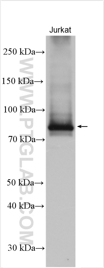 WB analysis of Jurkat using 10359-1-AP