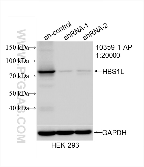 WB analysis of HEK-293 using 10359-1-AP