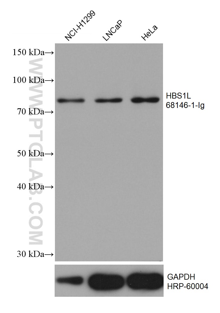 WB analysis using 68146-1-Ig (same clone as 68146-1-PBS)