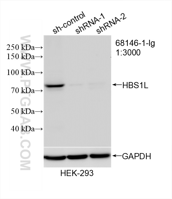 WB analysis of HEK-293 using 68146-1-Ig (same clone as 68146-1-PBS)