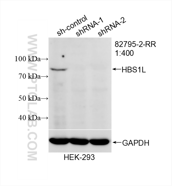 WB analysis of HEK-293 using 82795-2-RR (same clone as 82795-2-PBS)