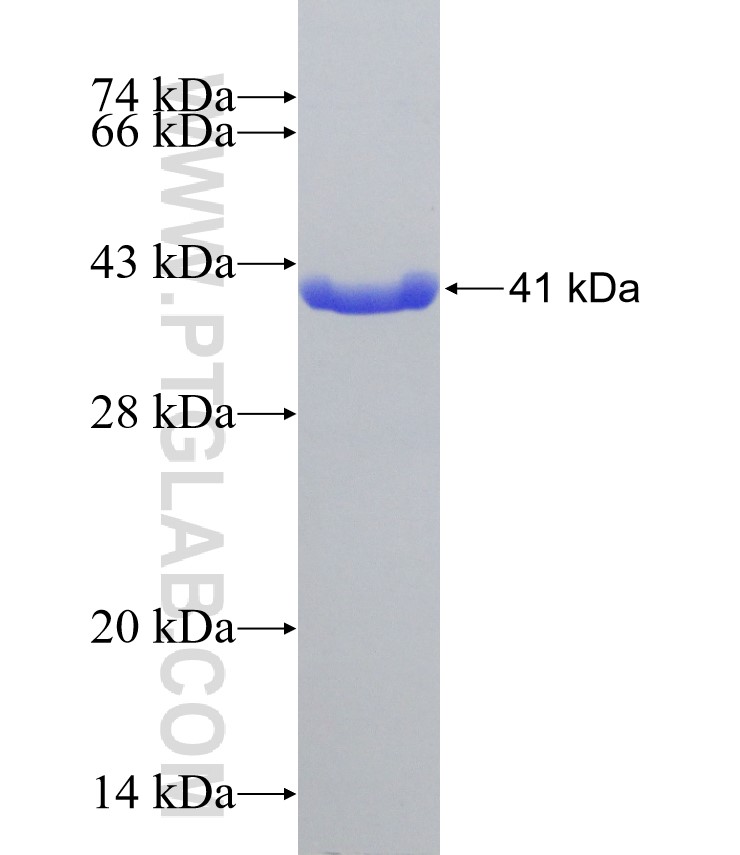 HBZ fusion protein Ag11061 SDS-PAGE