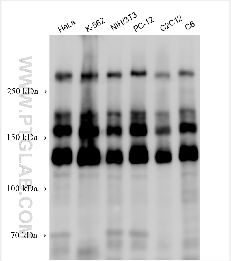 WB analysis using 28569-1-AP (same clone as 28569-1-PBS)