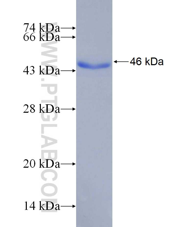 HCFC1 fusion protein Ag29663 SDS-PAGE