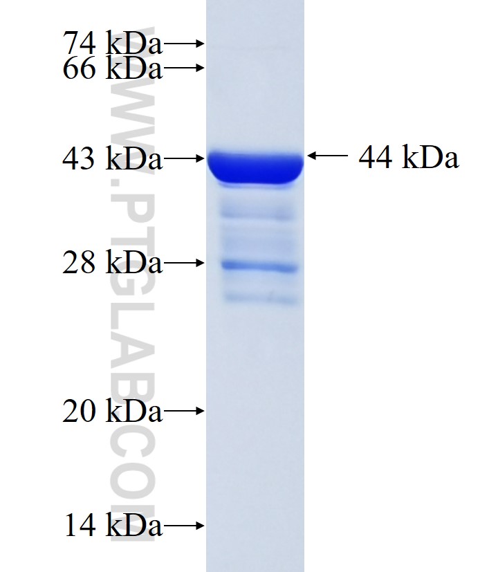 HCN2 fusion protein Ag34038 SDS-PAGE