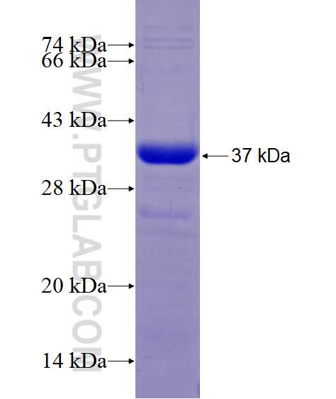 HCN4 fusion protein Ag28965 SDS-PAGE