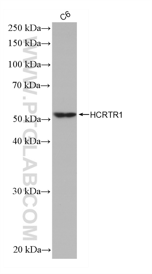 WB analysis of C6 using 82921-1-RR (same clone as 82921-1-PBS)