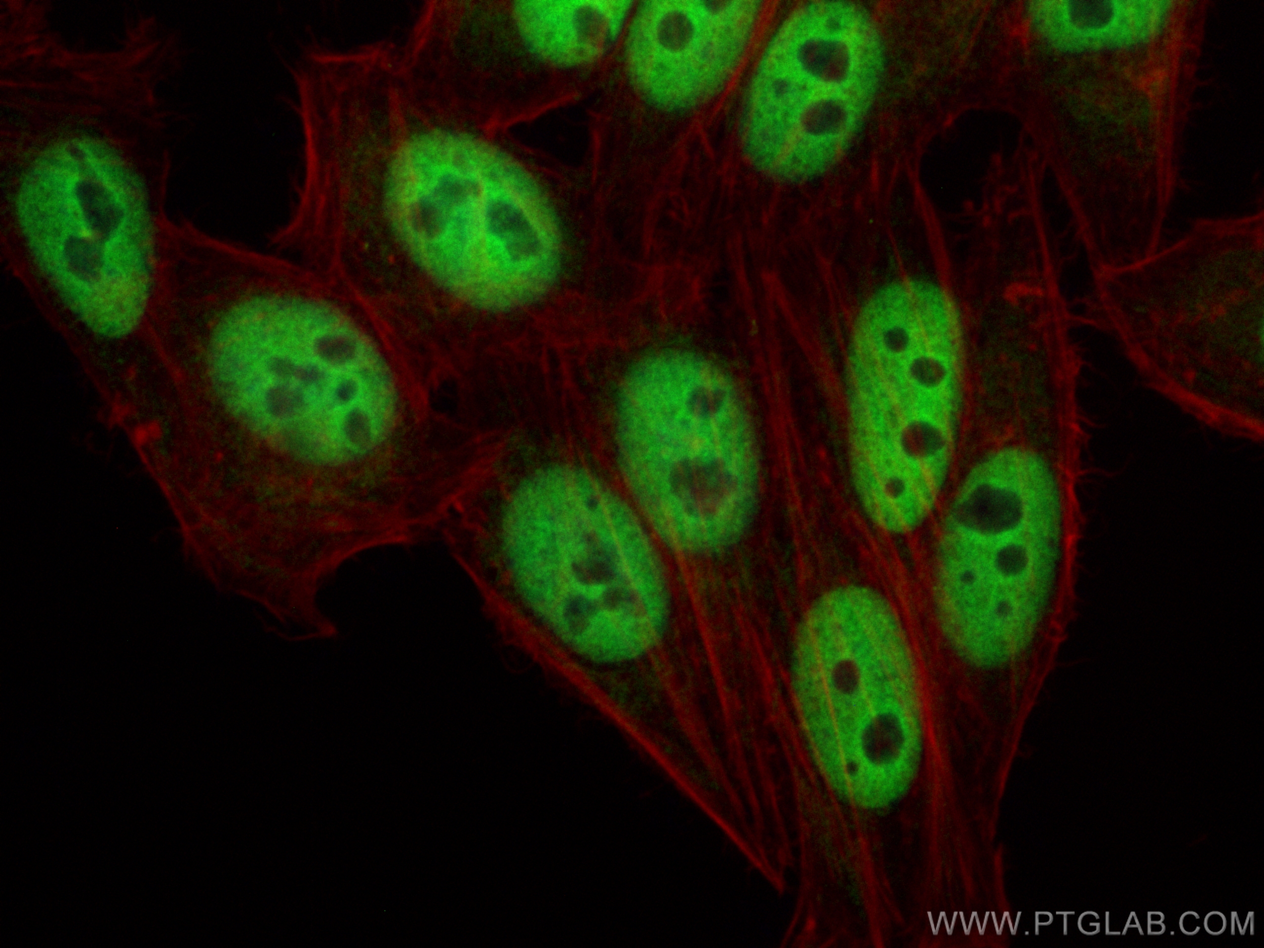 IF Staining of HepG2 using CL488-12922