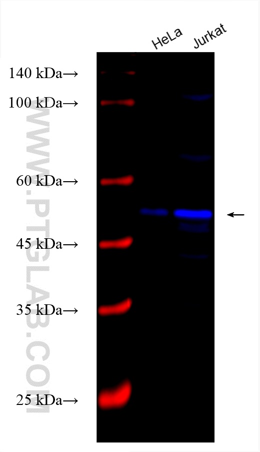 WB analysis using CL750-81211