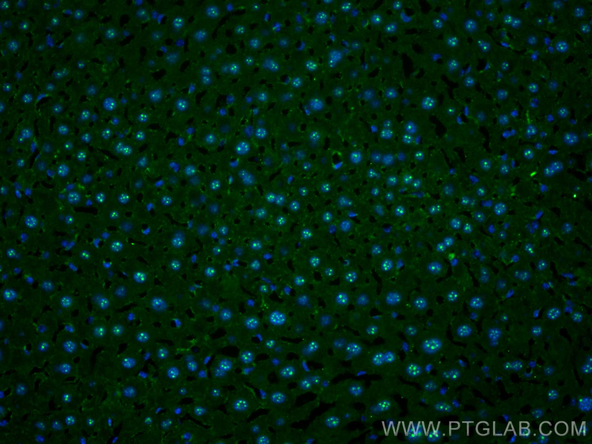 IF Staining of mouse liver using 66838-1-Ig