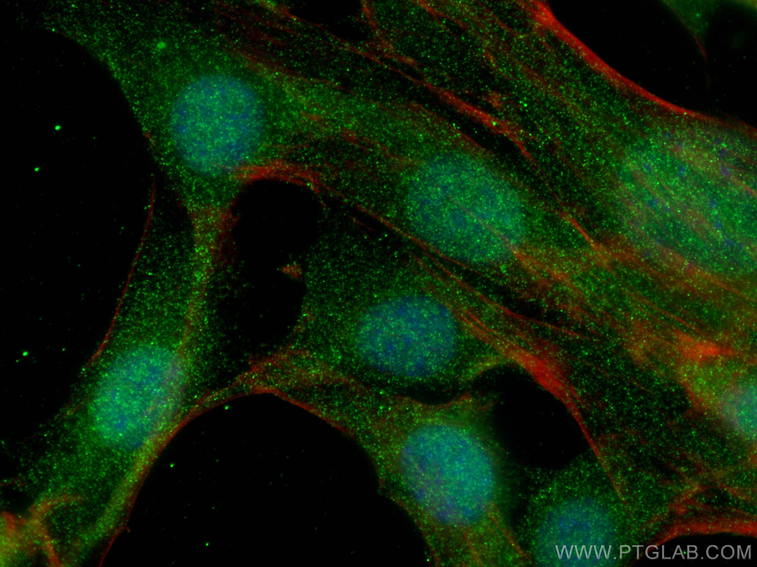 IF Staining of C2C12 using 66838-1-Ig