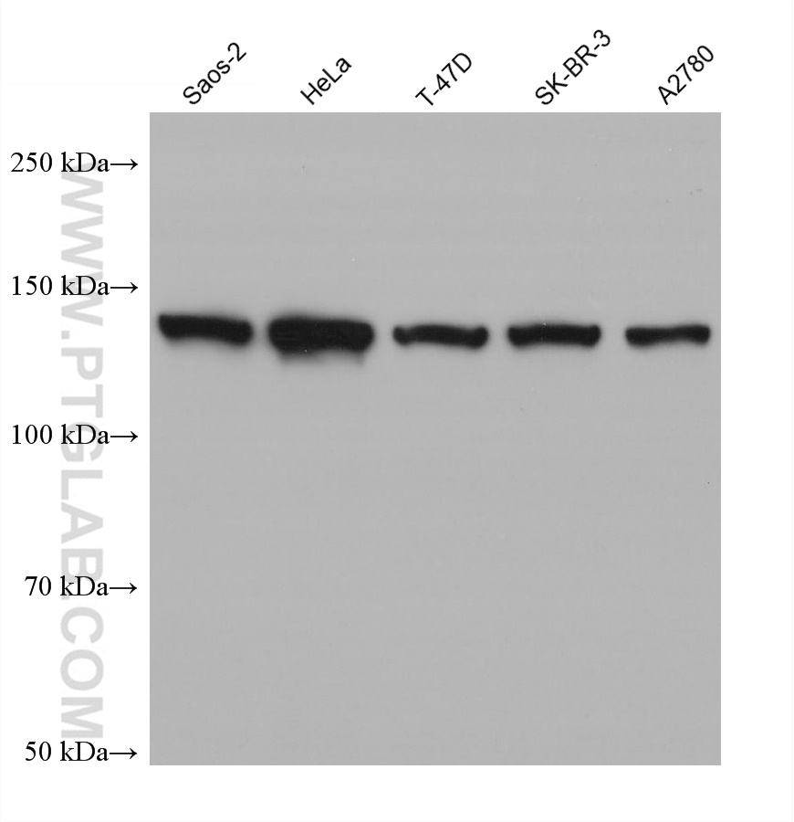 WB analysis using 68437-1-Ig