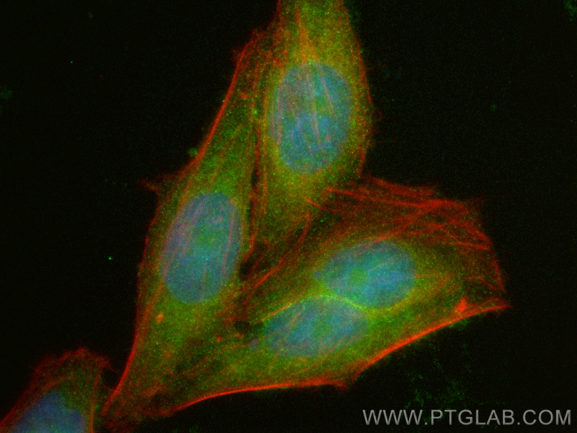 IF Staining of HepG2 using CL488-29342