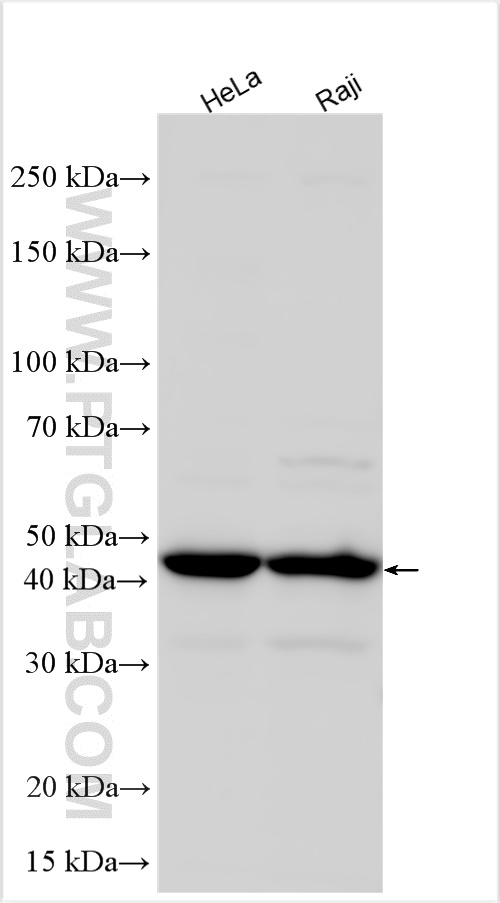 WB analysis using 17548-1-AP