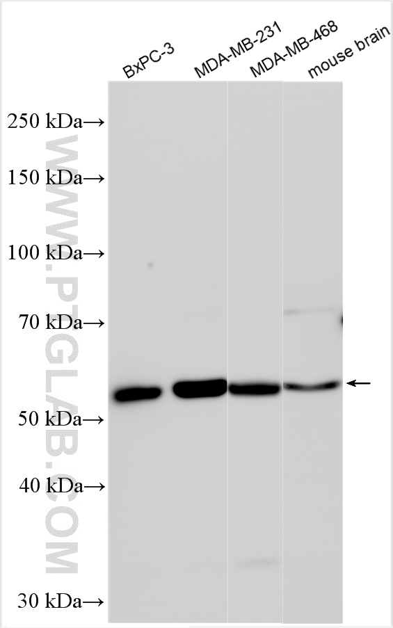 WB analysis using 28334-1-AP