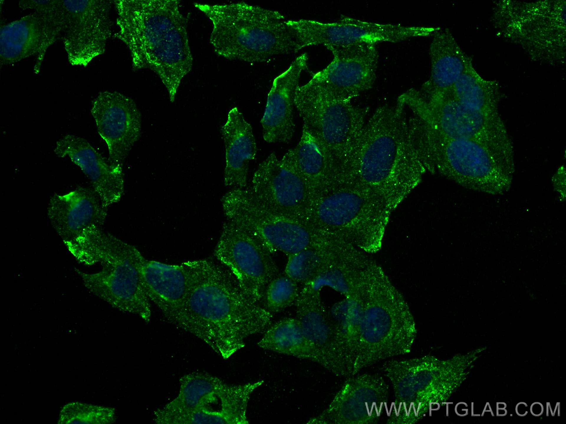 IF Staining of Saos-2 using 68391-1-Ig (same clone as 68391-1-PBS)