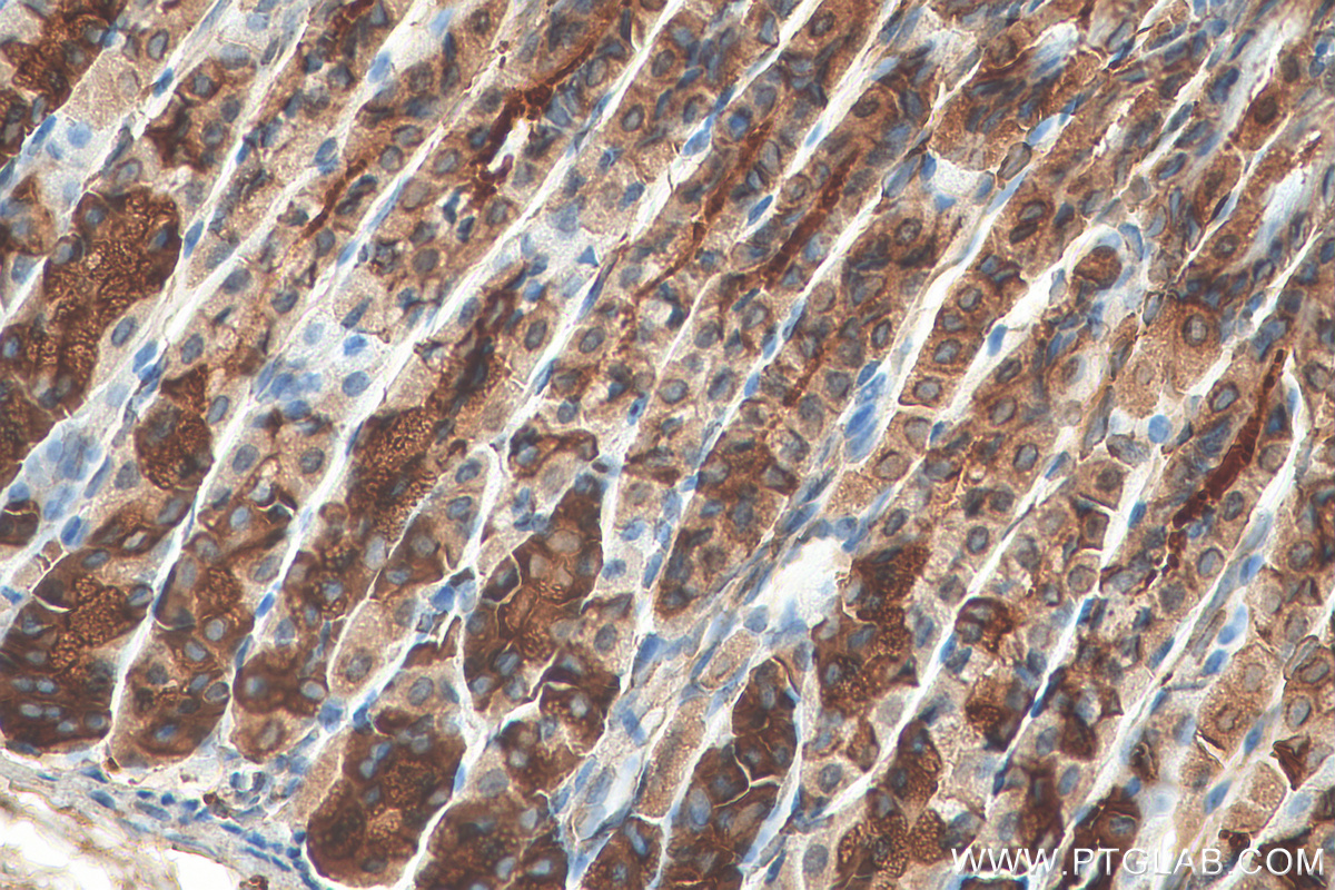 IHC staining of mouse stomach using 15406-1-AP