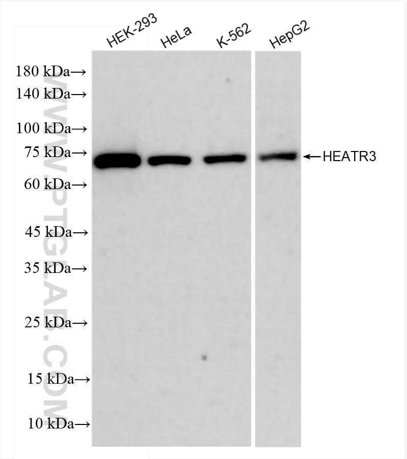 WB analysis using 83643-4-RR (same clone as 83643-4-PBS)